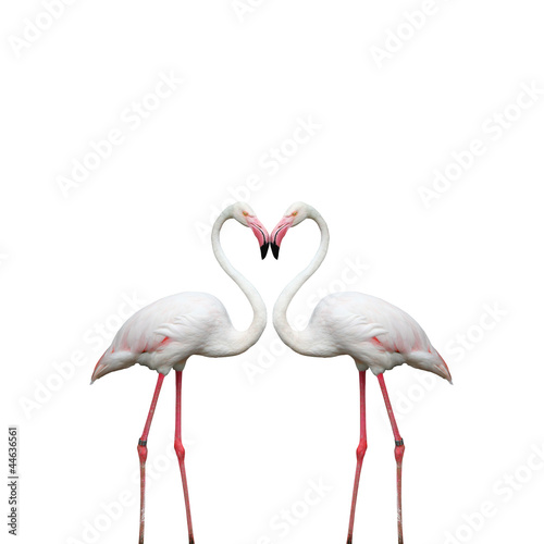 Naklejka na drzwi Two colorful flamingos looking at each other and building a hear