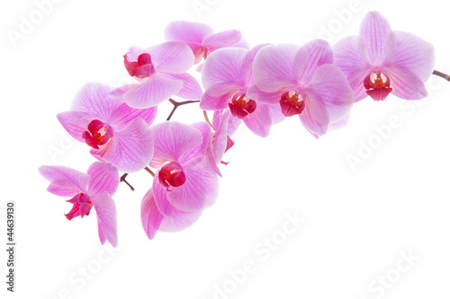 Tapeta ścienna na wymiar blooming orchid