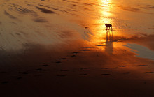 Silhouette Of Dog In Sunset