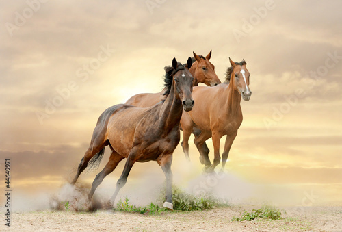Obraz w ramie Wolne konie w galopie po pustyni