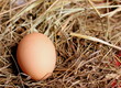 Куриное яйцо в соломе