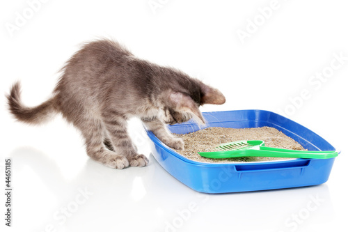 Photographie Small gray kitten in blue plastic litter cat isolated on white