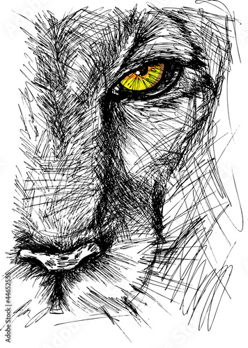 Naklejka na szybę Hand drawn Sketch of a lion looking intently at the camera