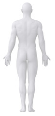 white male isolated in anatomical position posterior view