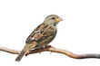 Sideways Sparrow