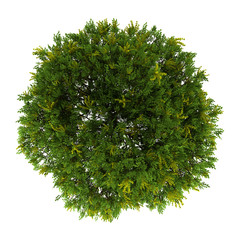Wall Mural - top view of goldenrain tree isolated on white background