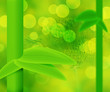 canvas print picture - Green Nature Bamboo Abstract Background