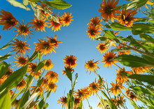 Yellow Flowers Over Blue Sky Background