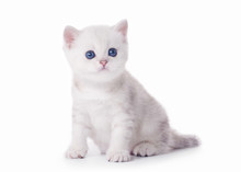 Small Silver British Kitten On White Background
