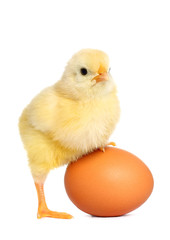 Fototapete - Cute yellow baby chick