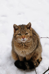 Wall Mural - Wildkatze, Winter