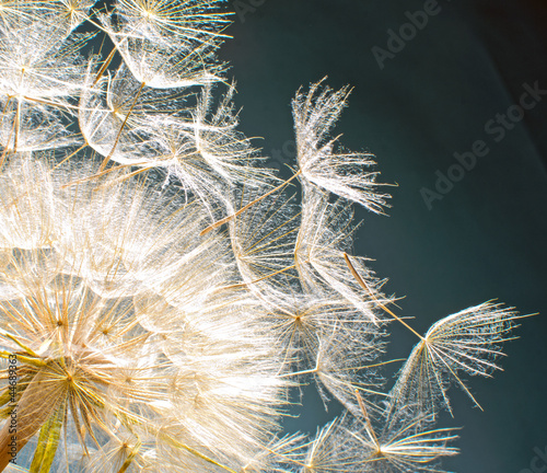 Tapeta ścienna na wymiar Pusteblume: Ich wünsche mir ....