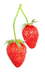 Poster - Strawberry bush