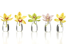 Beauty Set Of Colorful Orchids In Vase