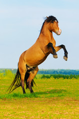Obraz na płótnie koń ssak ruch dziki natura