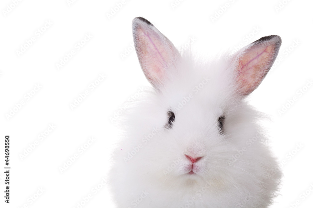 White Rabbit Cheeks cute face of a small white rabbit Stock Photo | Adobe Stock