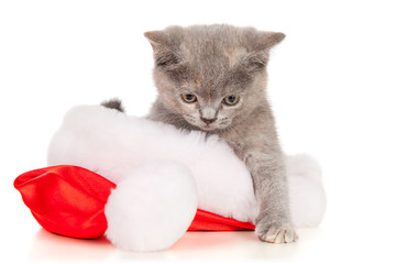 Canvas Print - Beautiful cat in a Santa Claus hat