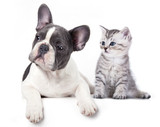 Cat and dog, British kitten and  French Bulldog puppy