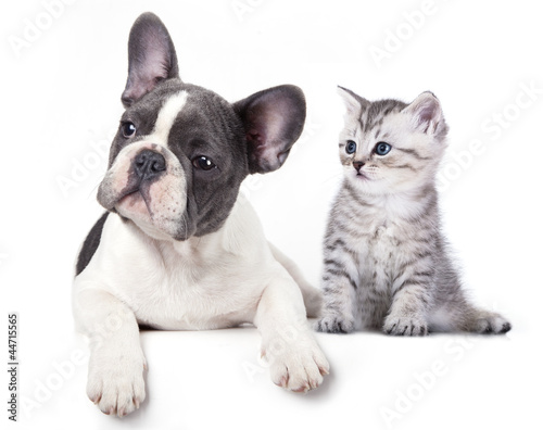 Obraz w ramie Cat and dog, British kitten and French Bulldog puppy