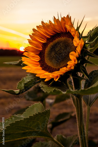 Naklejka - mata magnetyczna na lodówkę Sonnenblume