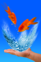 Goldfish Jumping.