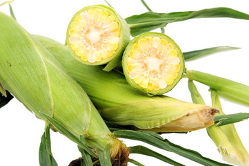 Sticker - two haft and full corn isolated