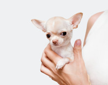 Chihuahua In A Hand