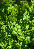 Fototapeta Kuchnia - Organic Fresh Parsley In A Garden