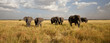 Elephant Herd on the Move: Walking toward the camera