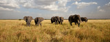 Fototapeta  - Elephant Herd on the Move: Walking toward the camera