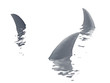 three sharks fin  on a white background..