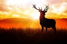 Silhouette Illustration Of A Deer On Meadow During Sunrise