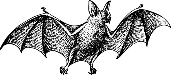 Bat flying