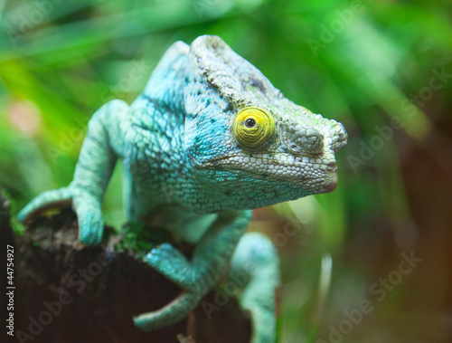 Nowoczesny obraz na płótnie Green chameleon