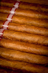 Poster - background cigars in humidor