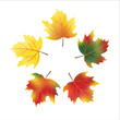 Vector autumn maple leaves