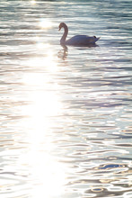 Swan At Sunset Reflected In Water, Zurich.