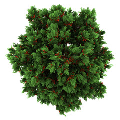Wall Mural - top view of european rowan tree isolated on white background
