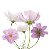 Fototapeta Kosmos - Decorative garden flowers on a white background
