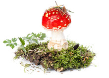 Red Poison Mushroom Amanita In Moss On White Background