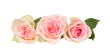 Three Pink  Roses