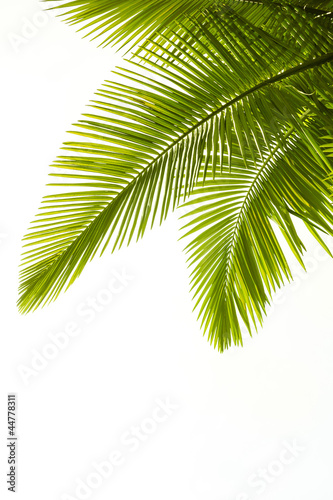 zielone-palmowe-liscei-na-bialym-tle