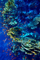 Group of coral fish  water.