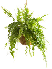 Potted Plant - Fern