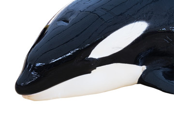 Detail of orca