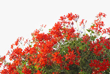 Red Geranium On White Background