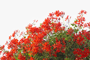 Wall Mural - Red geranium on white background