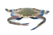 blue crab isolated on white