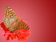 Butterfly (Silver-washed Fritillary) On Flower