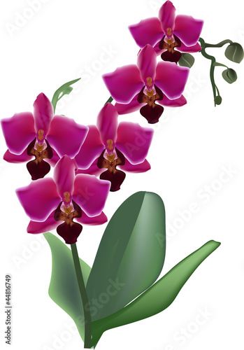 Naklejka - mata magnetyczna na lodówkę dark pink isolated orchid flower branch